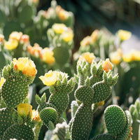 Gelb opuntia garten pflanzen