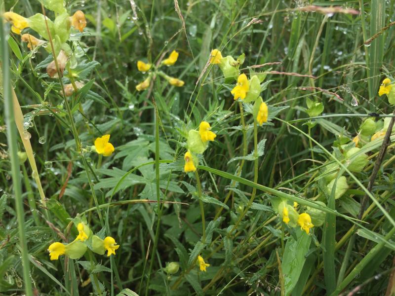 Rattle Blumensamen zur Aussaat lang Blüte Saison Traditionssorte & ohne Gentechnik Samen Hausgarten