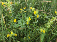Rattle Blumensamen zur Aussaat lang Blüte Saison Traditionssorte & ohne Gentechnik Samen Hausgarten