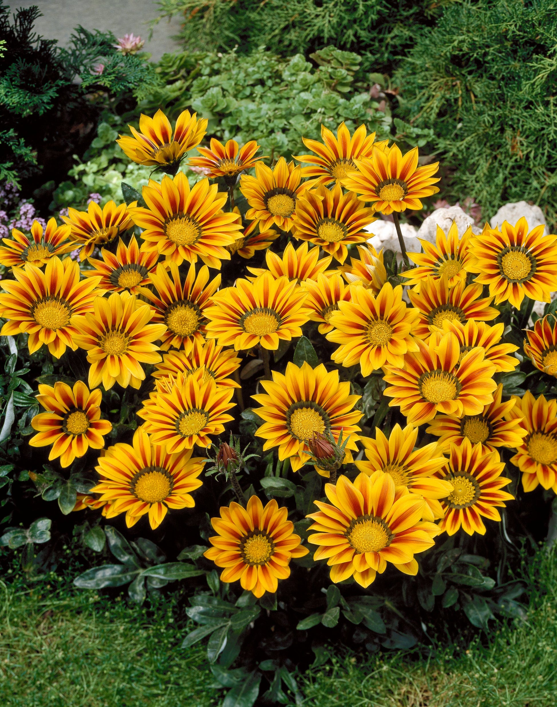 Gelb and rot stripe gazania rigens samen
