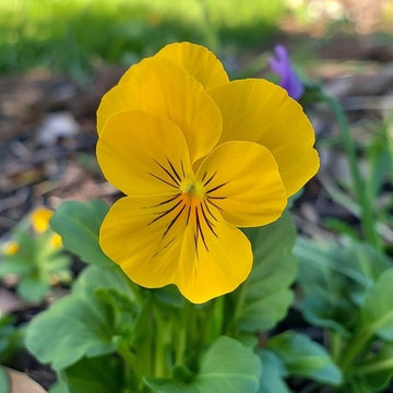 Gelb swiss pansy samen for anpflanzung
