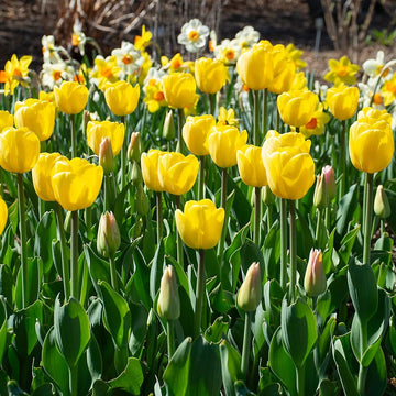 Gelb tulip blume samen for anpflanzung
