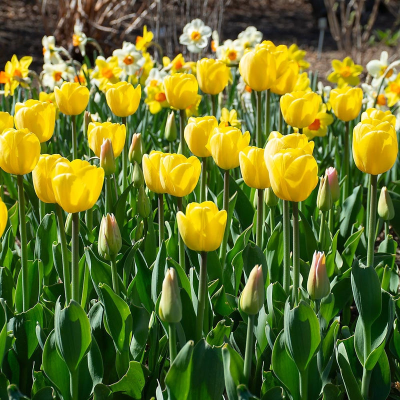 Gelb tulip blume samen for anpflanzung
