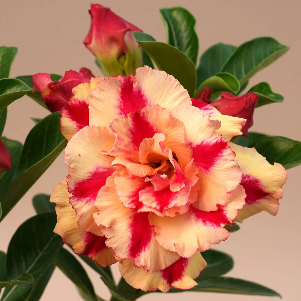 Orange Gelb Wüstenrose Blumensamen zur Aussaat – farbenfroh Schau – Traditionssorte & ohne Gentechnik Samen Hausgarten