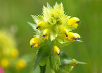 Gelb Rattle Blumensamen zur Aussaat – leuchtend Blüten – Traditionssorte & ohne Gentechnik Samen Hausgarten