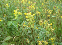 Gelb Rattle Blumensamen zur Aussaat