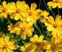Gelb Mittagsgold Blumensamen zur Aussaat lang Blüte Saison Traditionssorte & ohne Gentechnik Samen Hausgarten