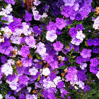 Brunfelsia Blumensamen zur Aussaat ideal Rabatten Traditionssorte & ohne Gentechnik Samen Hausgarten