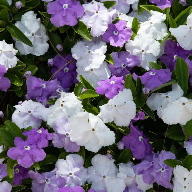 Brunfelsia (brunfelsia blume) samen for anpflanzung in home garten