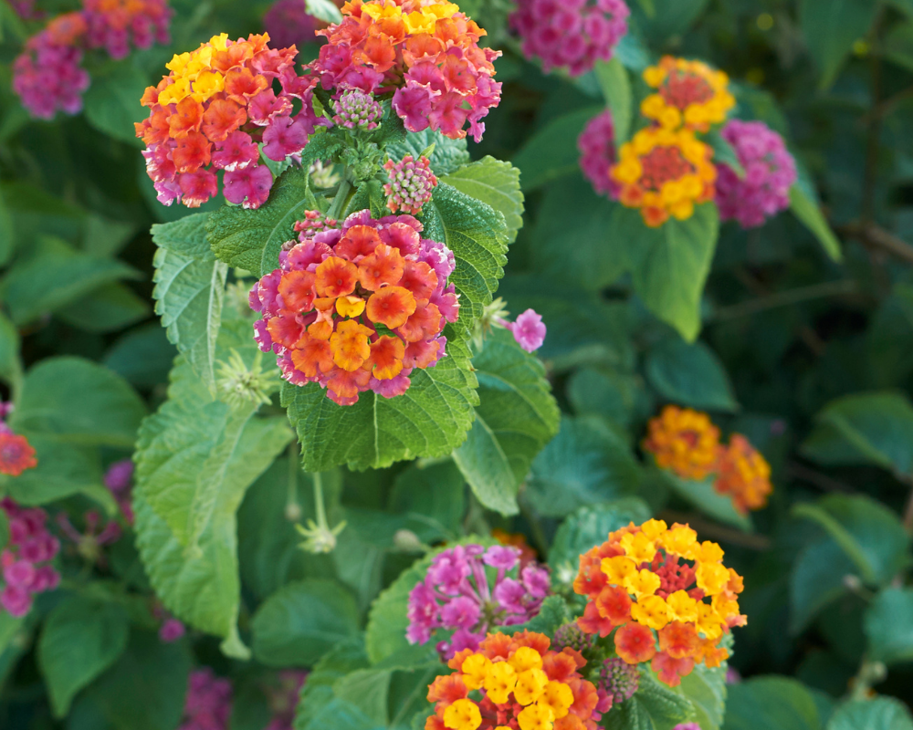 Wandelrose Blumensamen zur Aussaat – Anzucht – Traditionssorte & ohne Gentechnik Samen Hausgarten