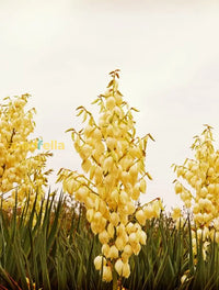 Non gmo gelb yucca samen