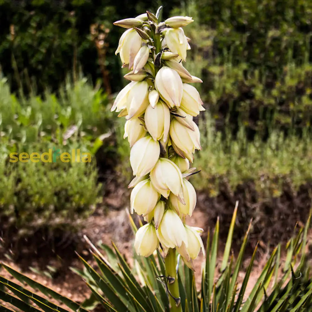 Ornamental gelb yucca samen for landscapes