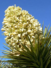 Gelb yucca samen for anpflanzung