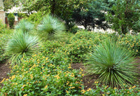 Gelb yucca flowering and foliage samen for gardens