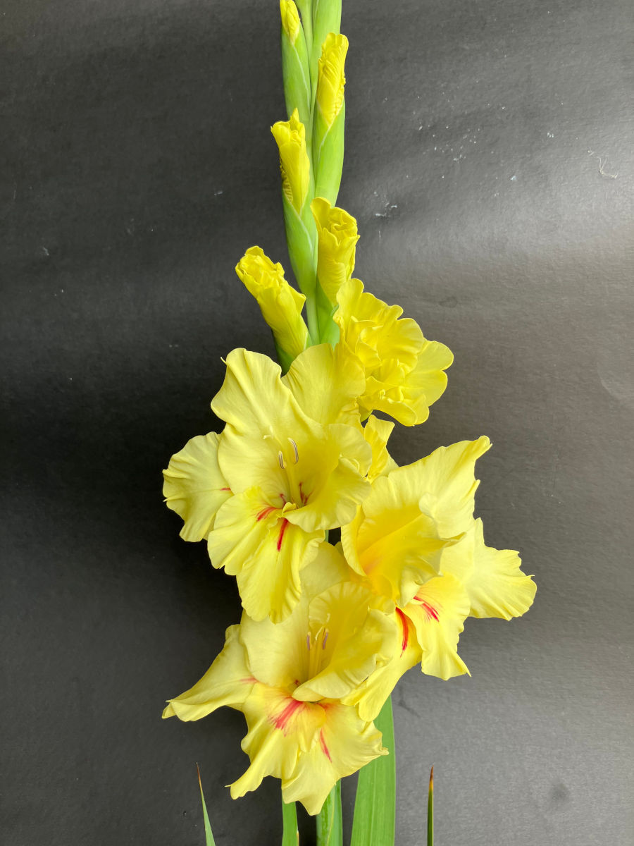 Gelb (gelb weiß) samen for anpflanzung in home garten