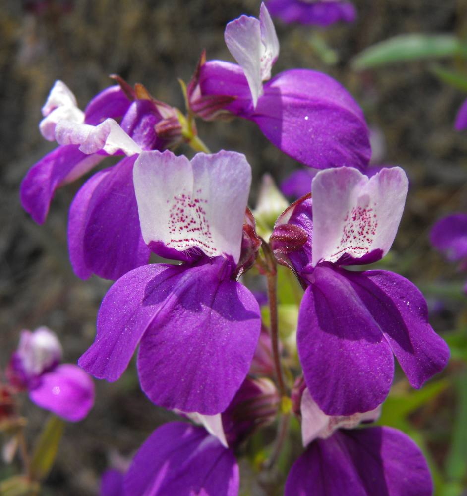Lila Heterophylla Blumensamen zur Aussaat Wildblume Mischung Traditionssorte & ohne Gentechnik Samen Hausgarten