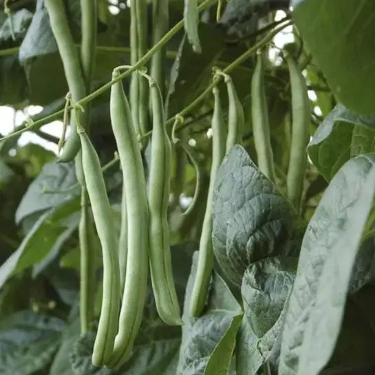 Blau Lake Pole Bean Samen zur Aussaat