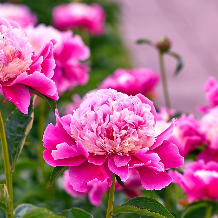 Rosa Paeonia Lactiflora Blumensamen zur Aussaat robust Sorte Traditionssorte & ohne Gentechnik Samen Hausgarten