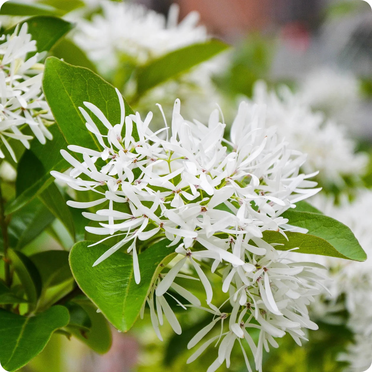 Weiß Chionanthus Blumensamen zur Aussaat – pflegeleicht – Traditionssorte & ohne Gentechnik Samen Hausgarten