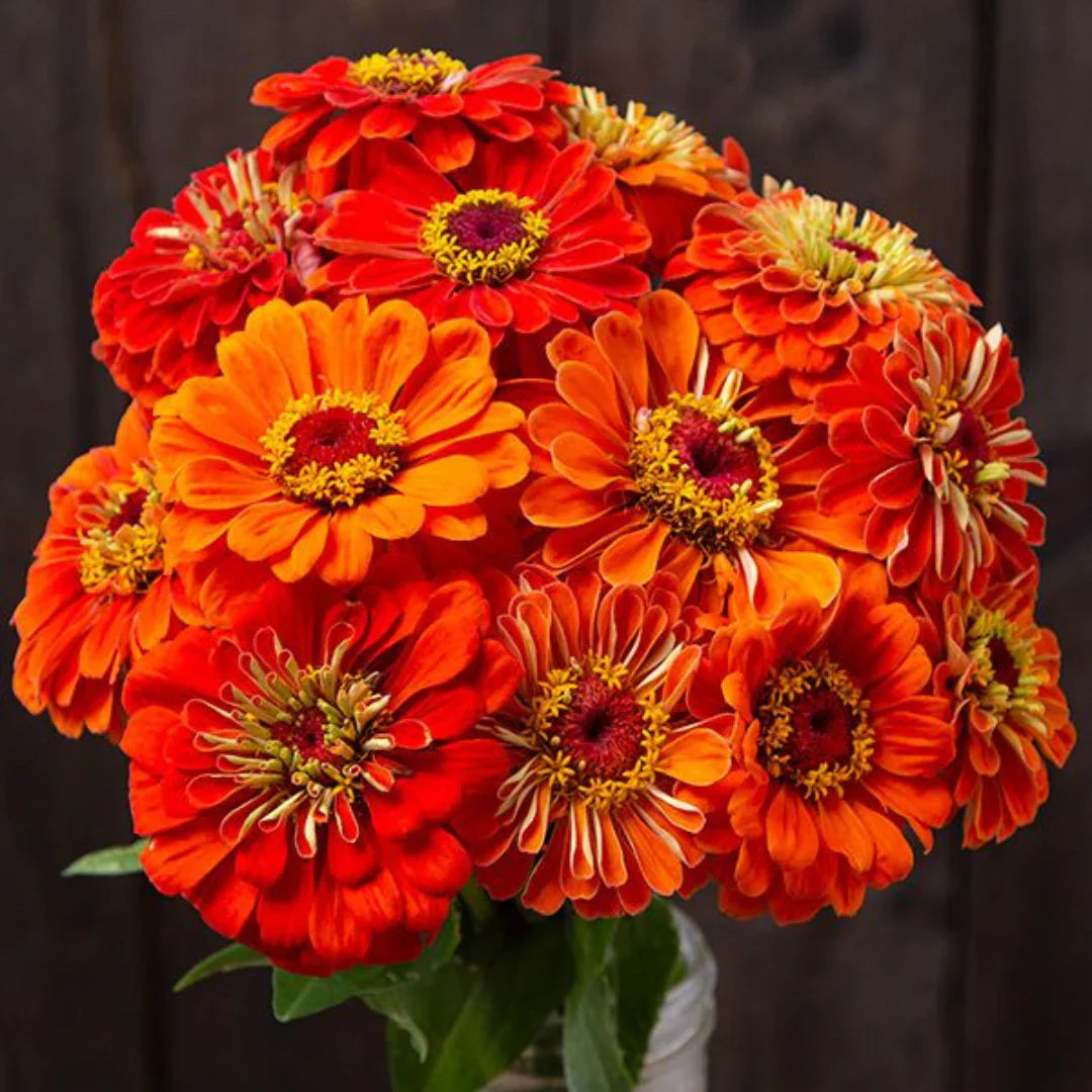 Orange Rot Zinnie Blumensamen zur Aussaat Schnitt Blume beliebt Traditionssorte & ohne Gentechnik Samen Hausgarten