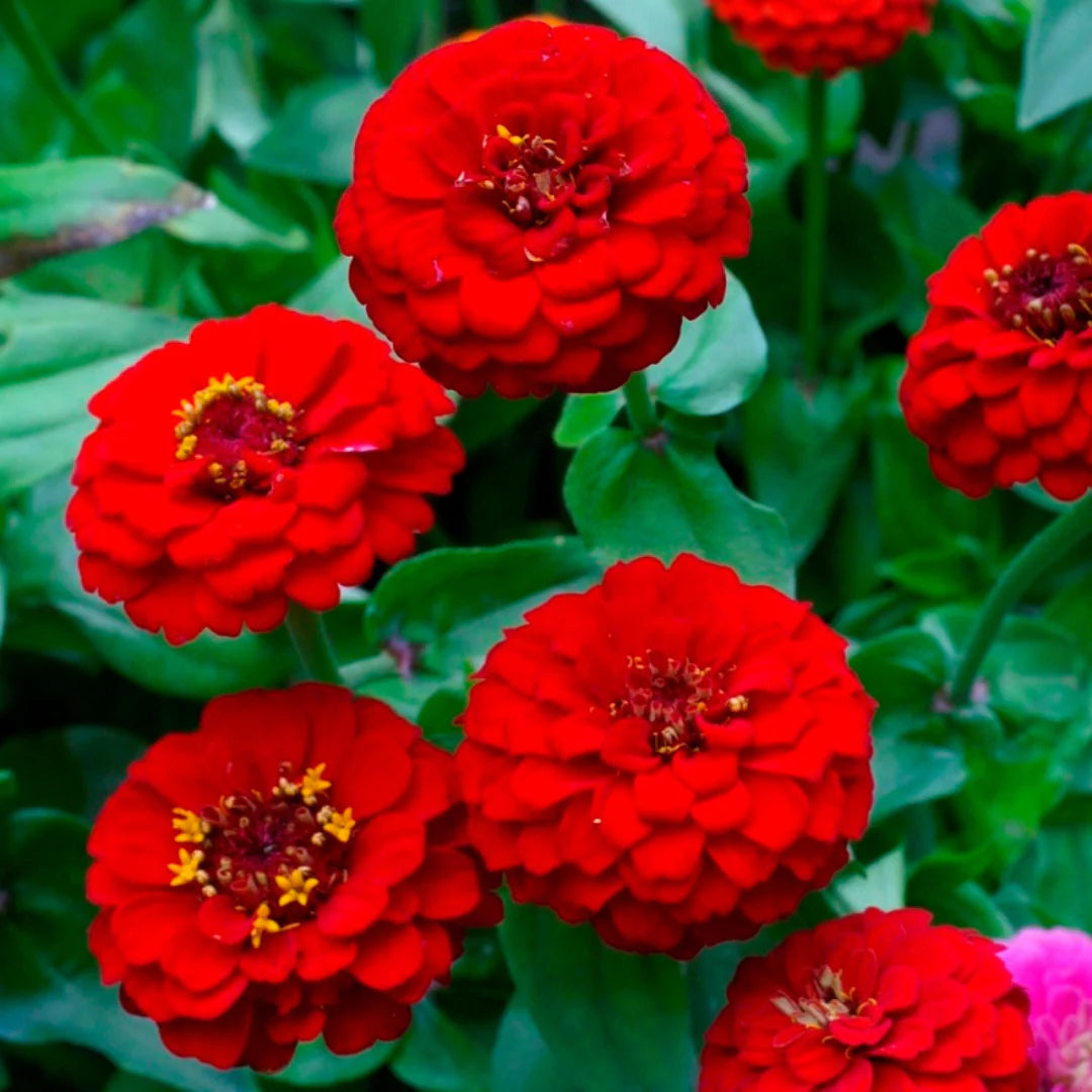 Bordeaux Zinnie Elegans Blumensamen zur Aussaat – Drought verträglich – Traditionssorte & ohne Gentechnik Samen Hausgarten