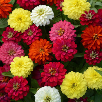 Zinnie gefüllt Gemischt Blumensamen zur Aussaat ideal Rabatten Traditionssorte & ohne Gentechnik Samen Hausgarten