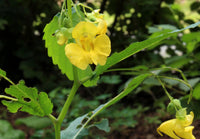 Jewelweed (jewelweed native) samen for anpflanzung in home garten