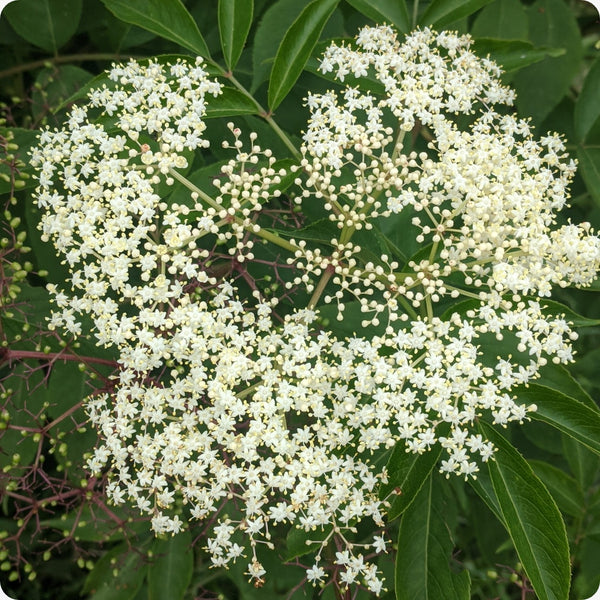 elderberry samen improved cultivar mix sambucus nigra