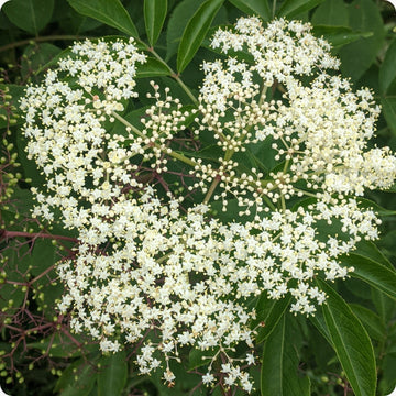 elderberry samen improved cultivar mix sambucus nigra