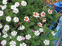 Weiß Zaluzianskya Blume Aussaat – Samen Blüten Garten