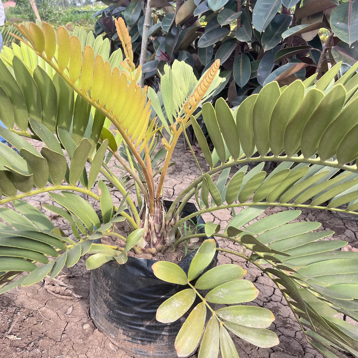 Grün Zamia Furfuracea Blumensamen zur Aussaat – Drought verträglich – Traditionssorte & ohne Gentechnik Samen Hausgarten