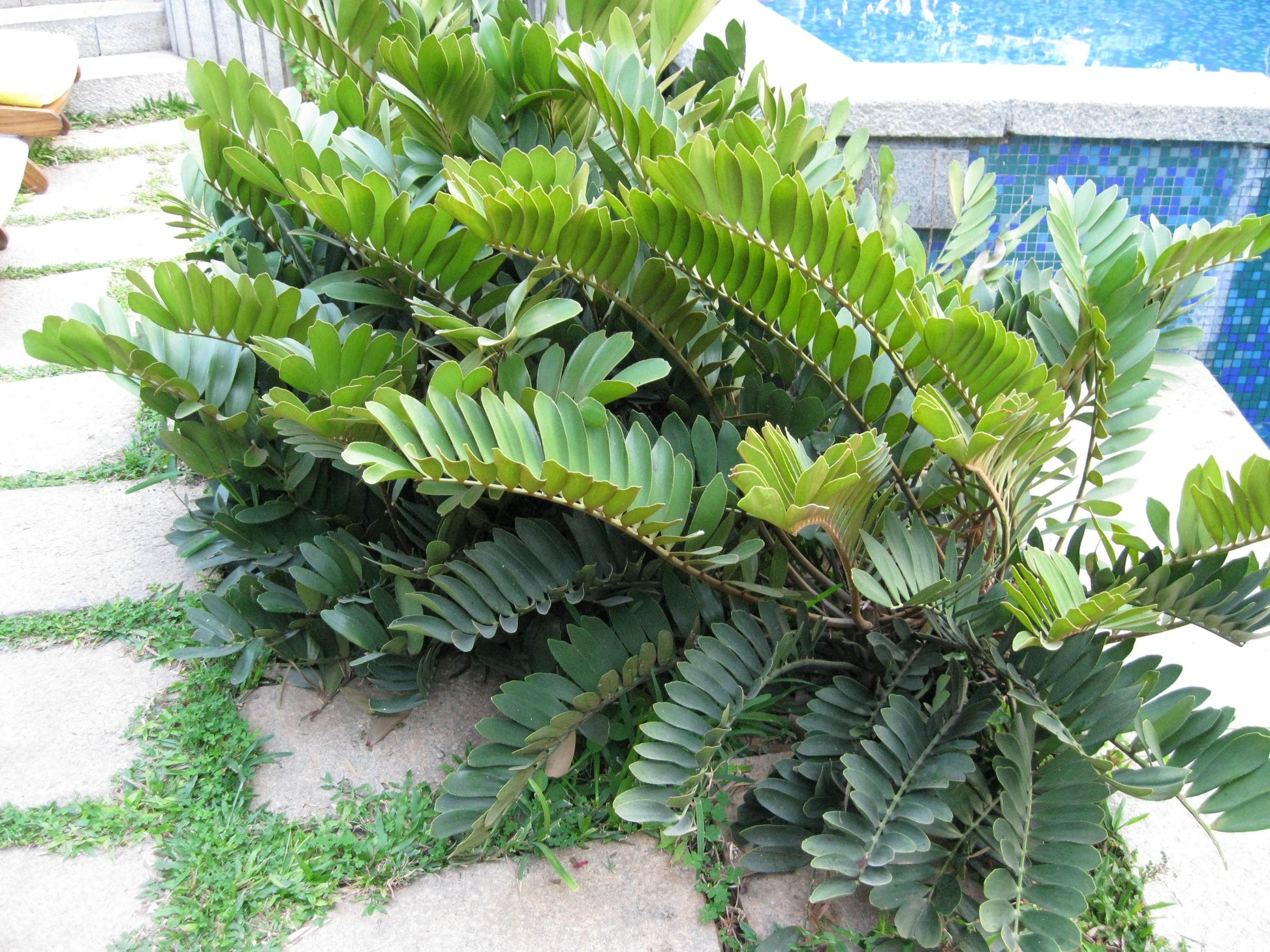 Grün Zamia Furfuracea Blumensamen zur Aussaat – Drought verträglich – Traditionssorte & ohne Gentechnik Samen Hausgarten