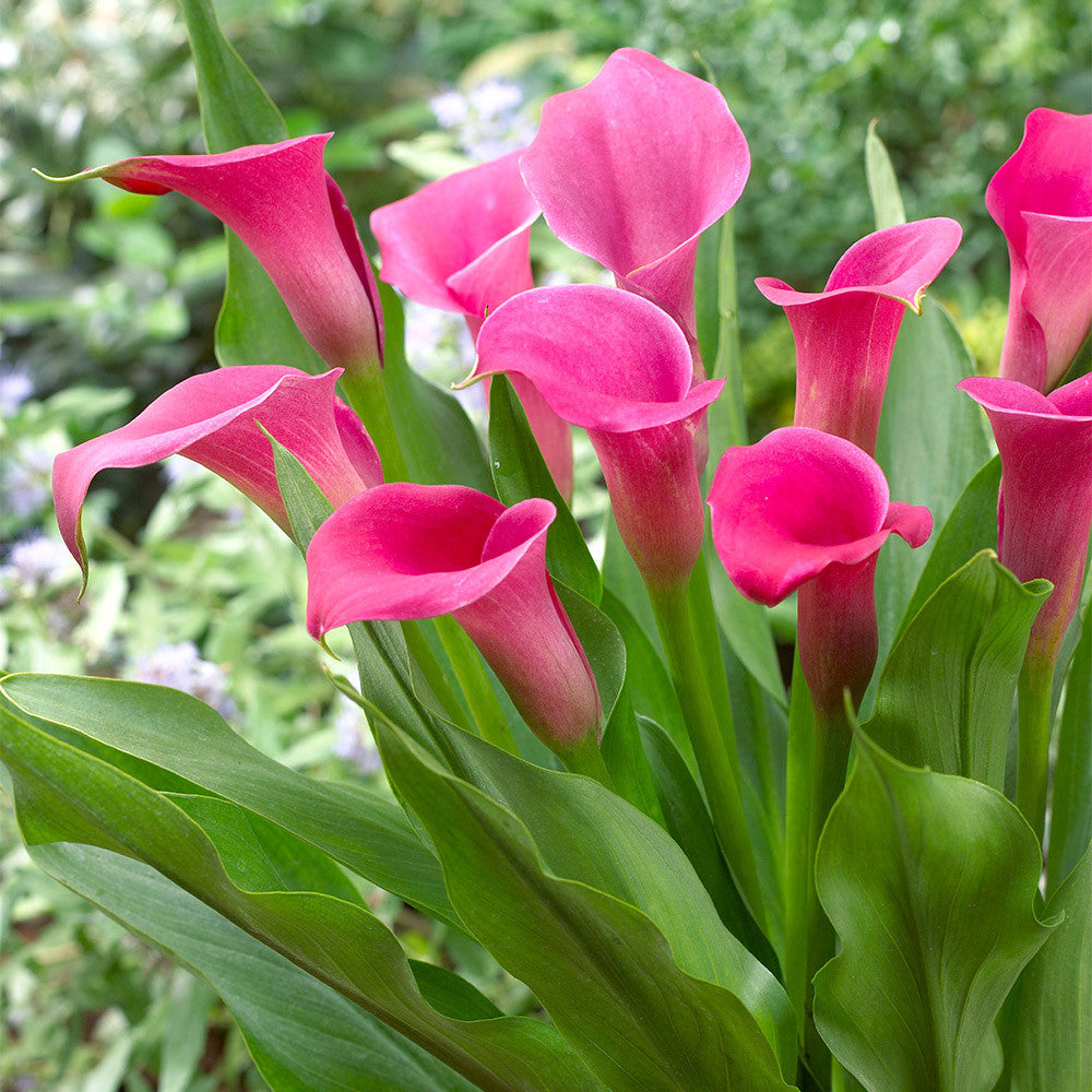 Traditionssorte Zantedeschia Blumensamen zur Aussaat farbenfroh Schau Traditionssorte & ohne Gentechnik Samen Hausgarten