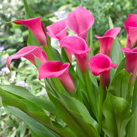 Traditionssorte Zantedeschia Blumensamen zur Aussaat farbenfroh Schau Traditionssorte & ohne Gentechnik Samen Hausgarten