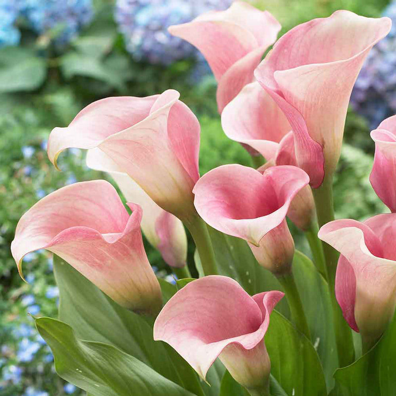 klein Rosa Calla Blumensamen zur Aussaat Anzucht Traditionssorte & ohne Gentechnik Samen Hausgarten