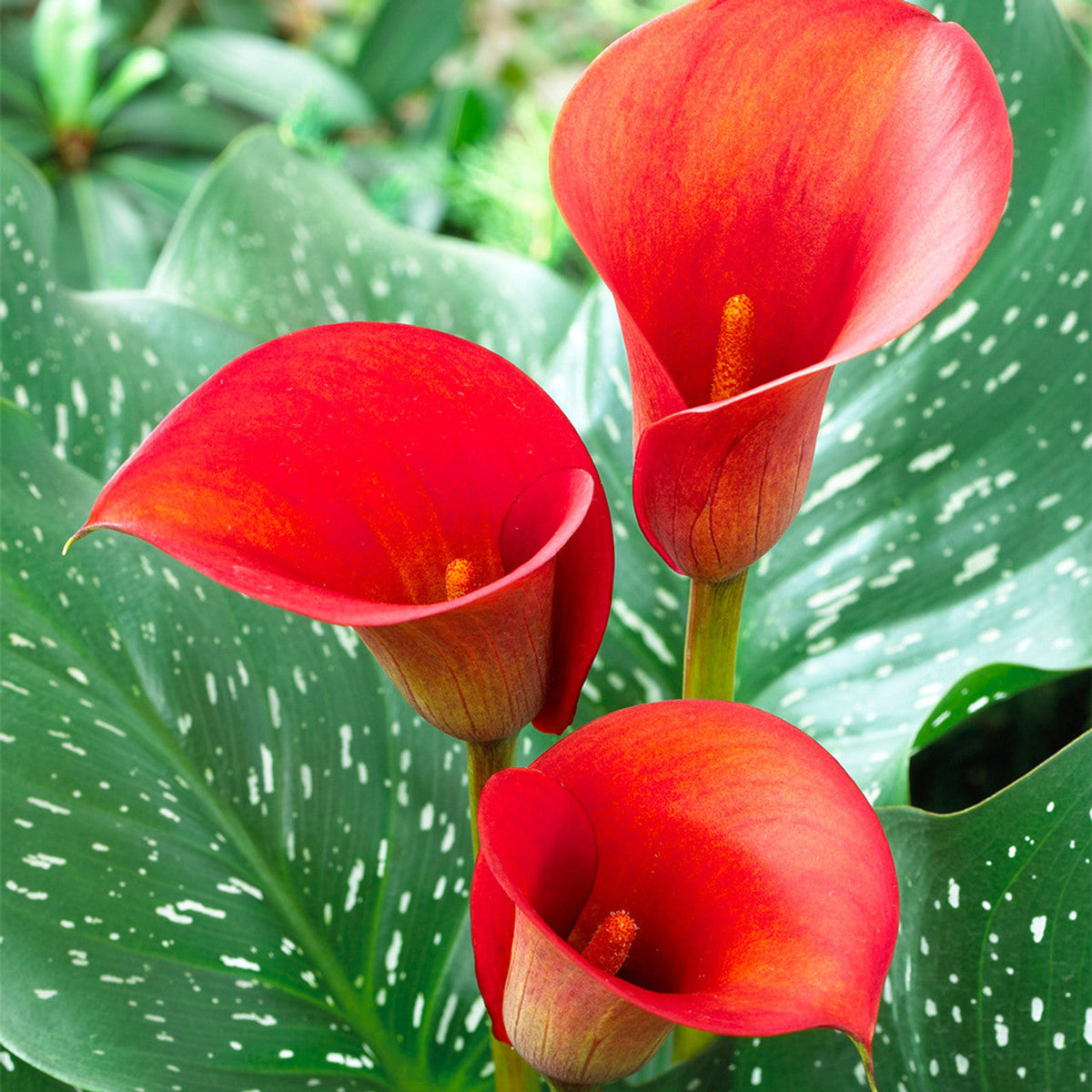 Heirloom (heirloom zantedeschia) samen for anpflanzung in home garten