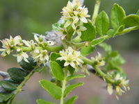 Braun Zanthoxylum Blumensamen zur Aussaat – Wildblume Mischung – Traditionssorte & ohne Gentechnik Samen Hausgarten