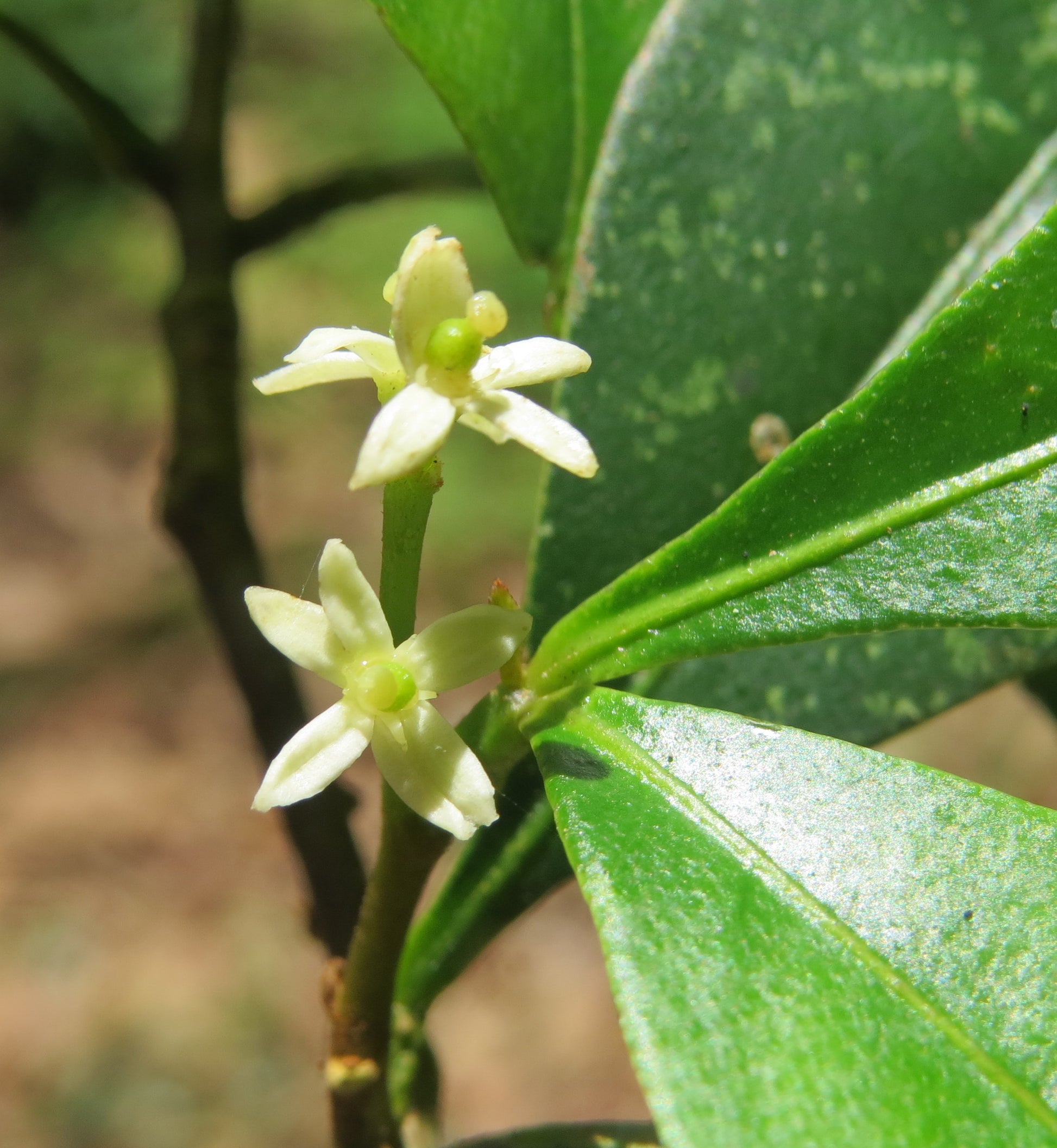 Braun Zanthoxylum Blumensamen zur Aussaat – Wildblume Mischung – Traditionssorte & ohne Gentechnik Samen Hausgarten