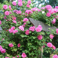 Rosa Zephirine Rose Blumensamen zur Aussaat – leuchtend Blüten – Traditionssorte & ohne Gentechnik Samen Hausgarten