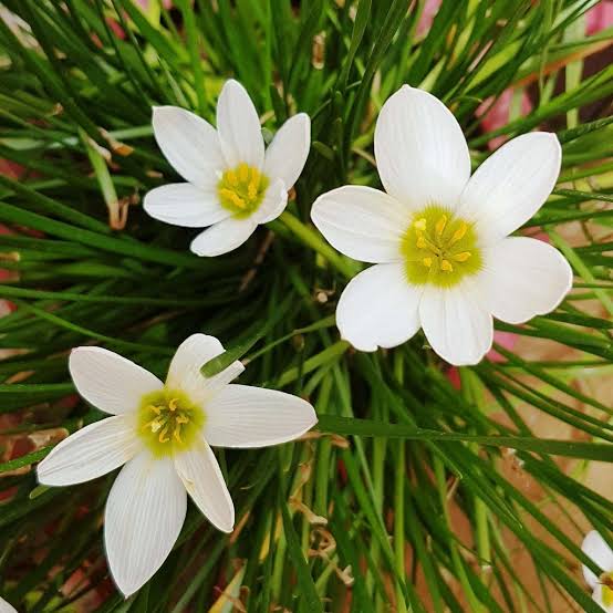 Ornamental zephyranthes candida samen for landscapes