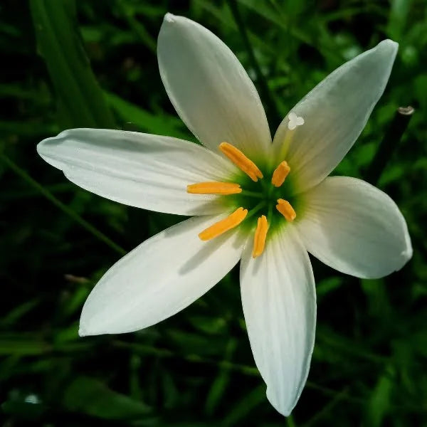 Non gmo zephyranthes candida samen