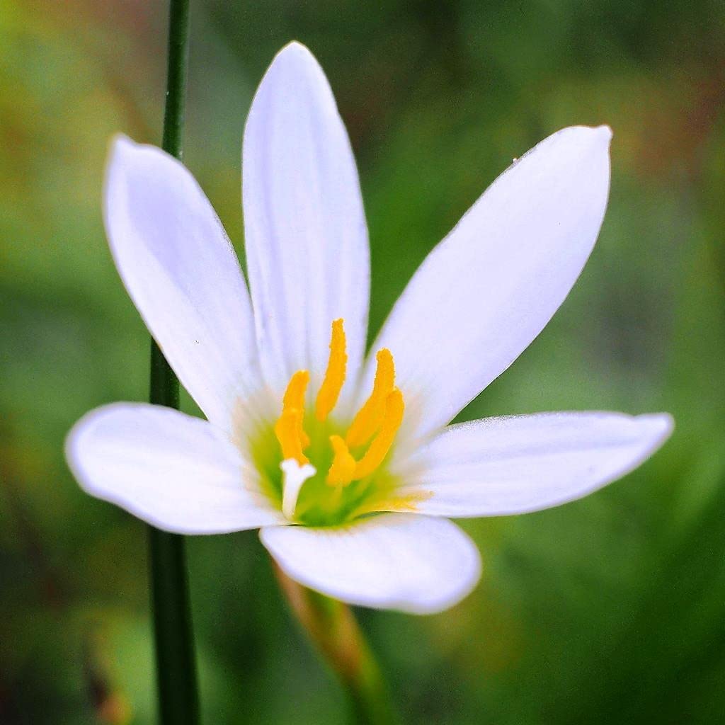 Zephyranthes candida weiß rain lily samen for anpflanzung