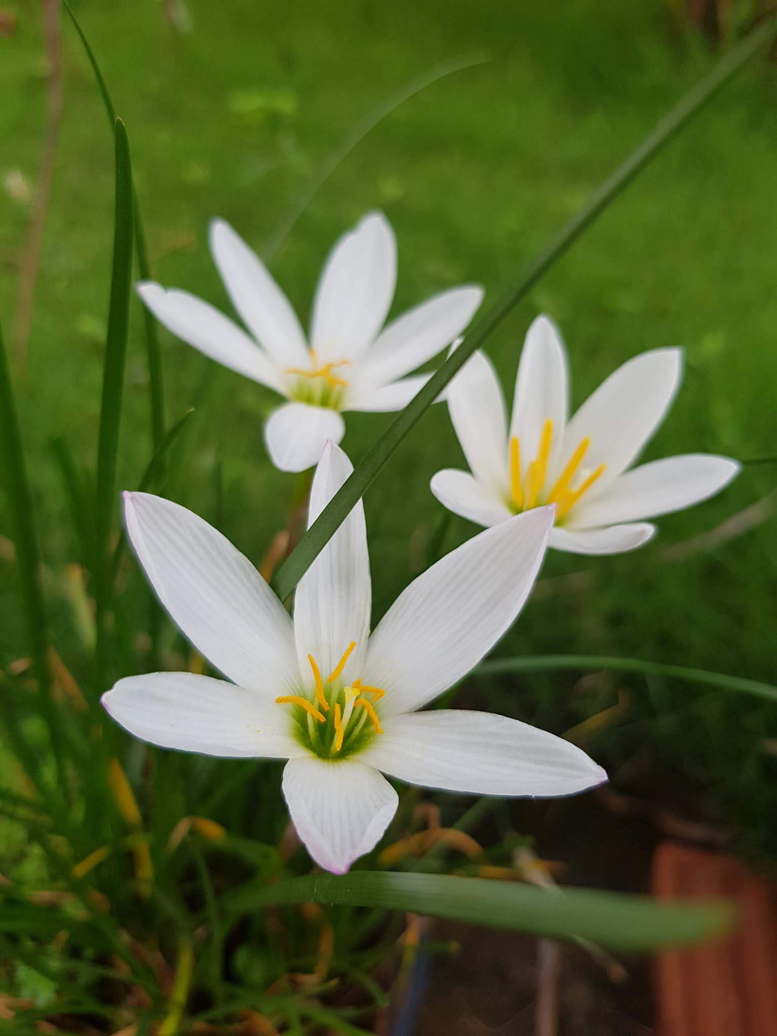 Weiß rain lily flowering samen for gardens