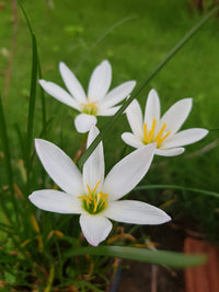 Weiß rain lily flowering samen for gardens