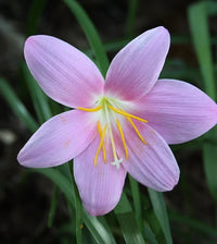 Zephyranthes Blumensamen zur Aussaat – Schnitt Blume beliebt – Traditionssorte & ohne Gentechnik Samen Hausgarten
