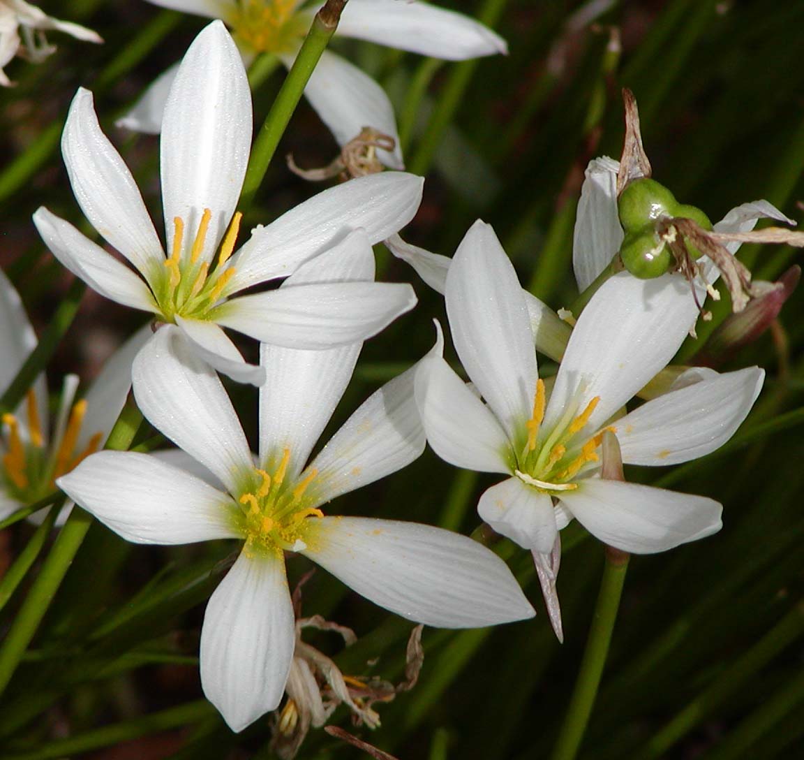 Zephyranthes Carinata Blumensamen zur Aussaat pflegeleicht Traditionssorte & ohne Gentechnik Samen Hausgarten
