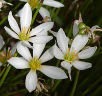 Zephyranthes Carinata Blumensamen zur Aussaat pflegeleicht Traditionssorte & ohne Gentechnik Samen Hausgarten