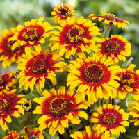 Ornamental bicolor zinnia samen for landscapes
