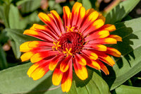 Bright gelb rot zinnia bloom samen