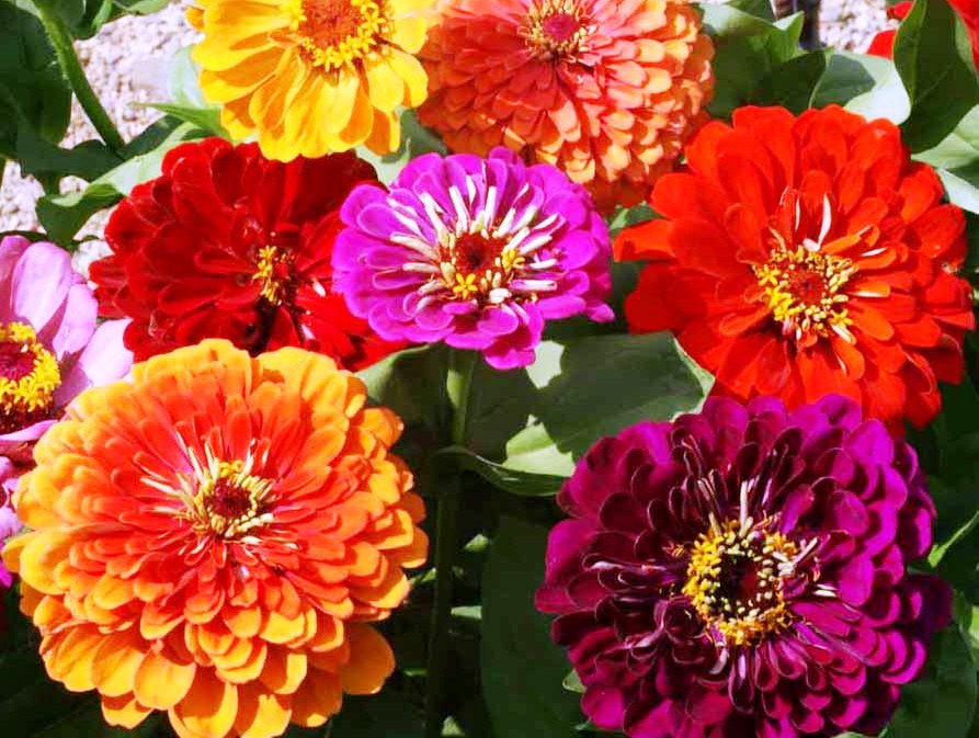 Zinnia blume samen orange rot anpflanzung bright